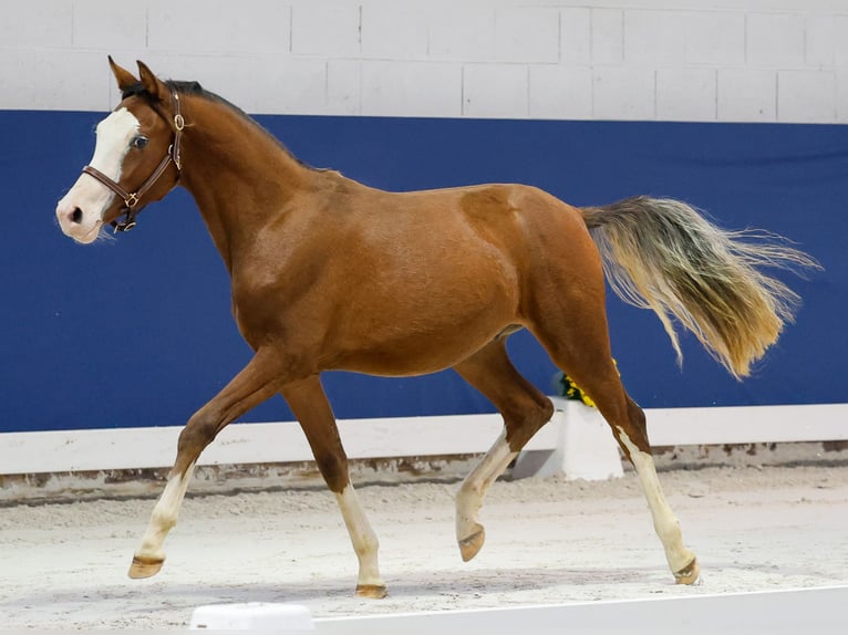 German Riding Pony Stallion 1 year Brown in Marsberg