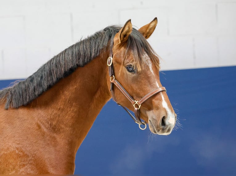 German Riding Pony Stallion 1 year Brown in Marsberg