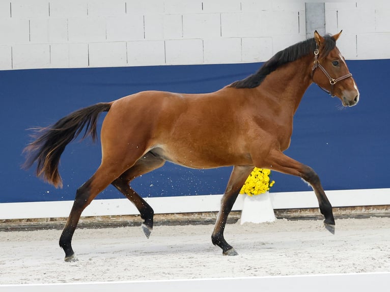 German Riding Pony Stallion 1 year Brown in Marsberg