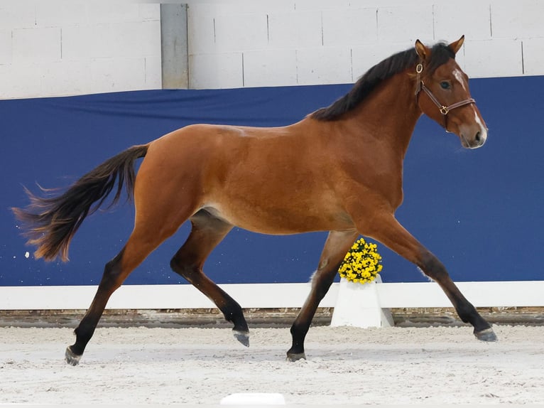 German Riding Pony Stallion 1 year Brown in Marsberg
