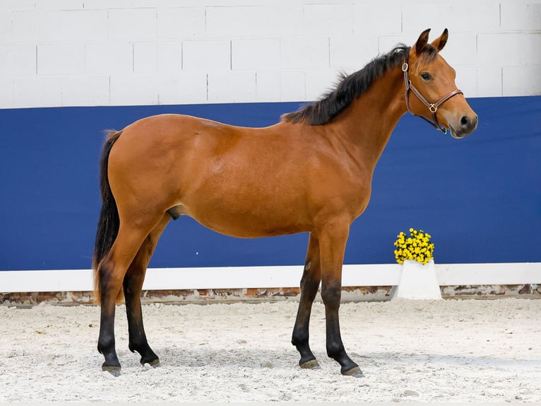 German Riding Pony Stallion 1 year Brown in Marsberg