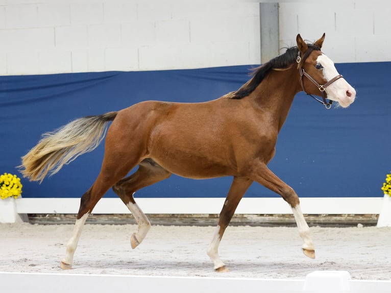 German Riding Pony Stallion 1 year Brown in Marsberg