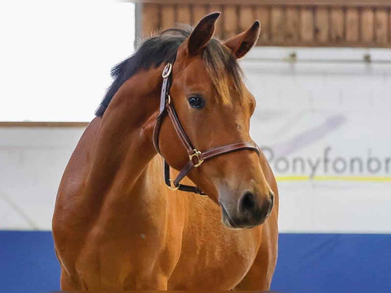 German Riding Pony Stallion 1 year Brown in Marsberg