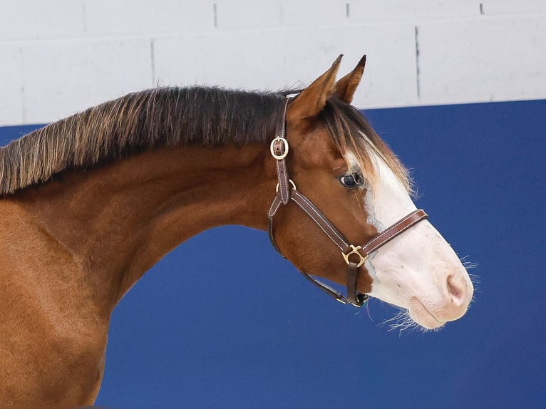 German Riding Pony Stallion 1 year Brown in Marsberg