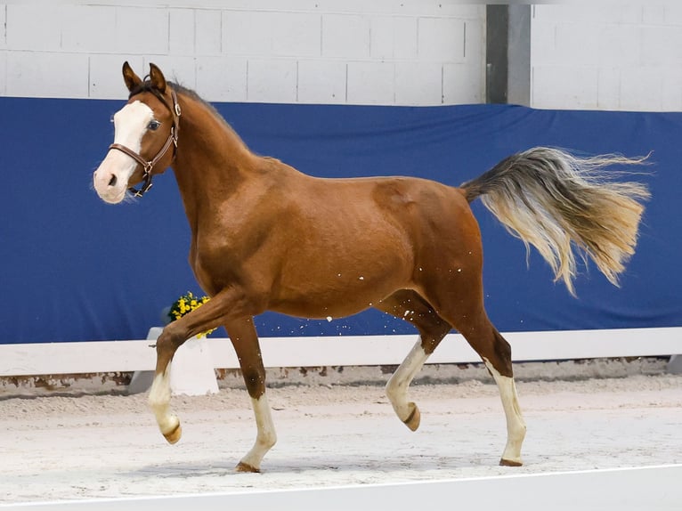 German Riding Pony Stallion 1 year Brown in Marsberg