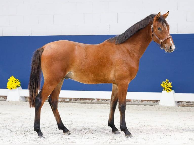 German Riding Pony Stallion 1 year Brown in Marsberg