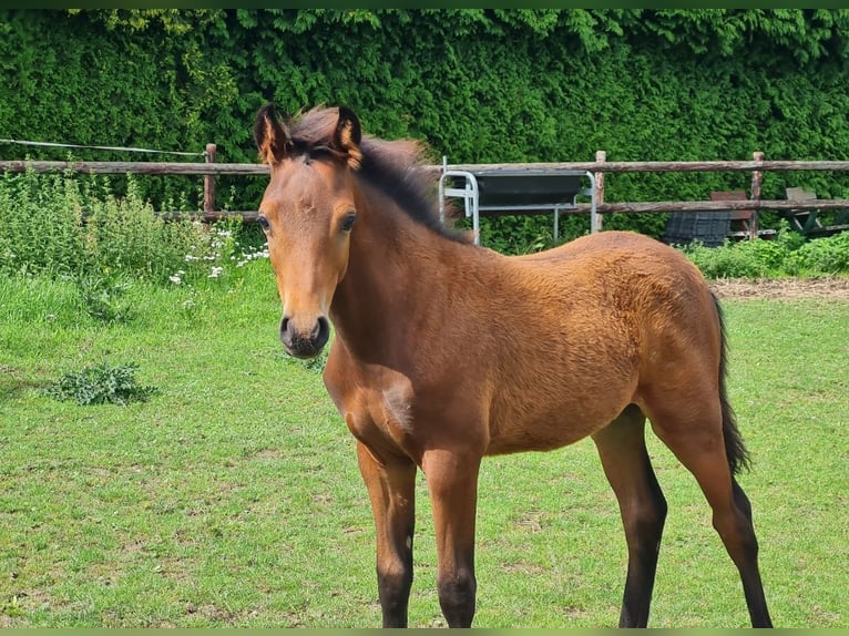 German Riding Pony Stallion 1 year Brown in Kempen