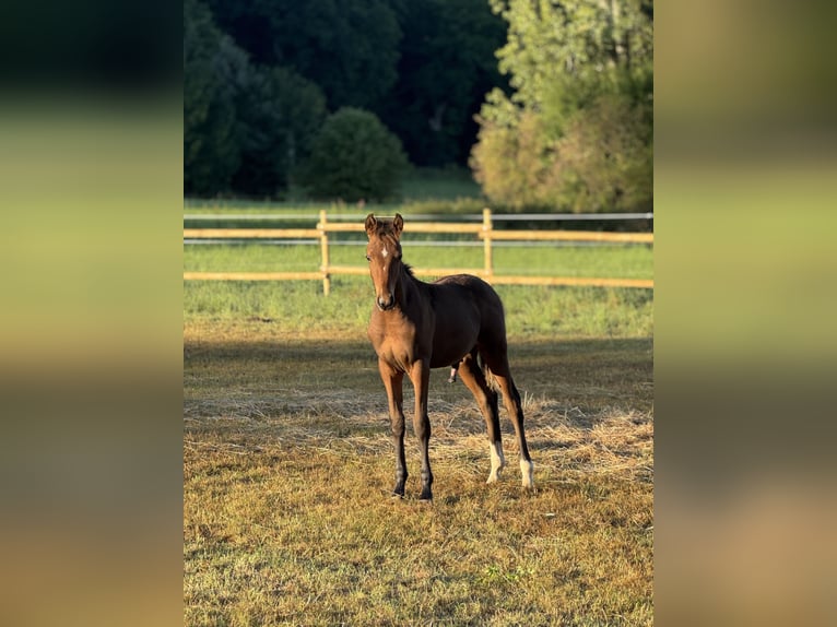 German Riding Pony Stallion 1 year Brown in Springe