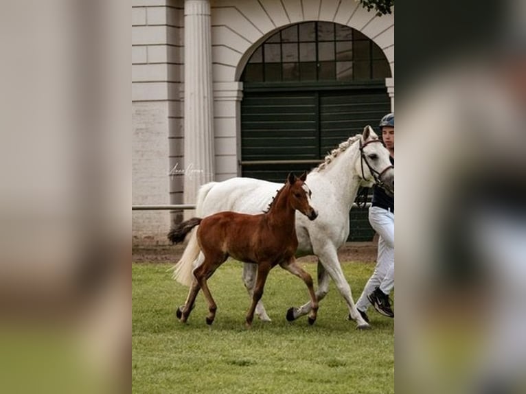 German Riding Pony Stallion 1 year Brown-Light in Hagenow