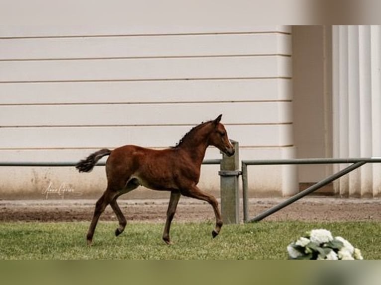 German Riding Pony Stallion 1 year Brown-Light in Hagenow