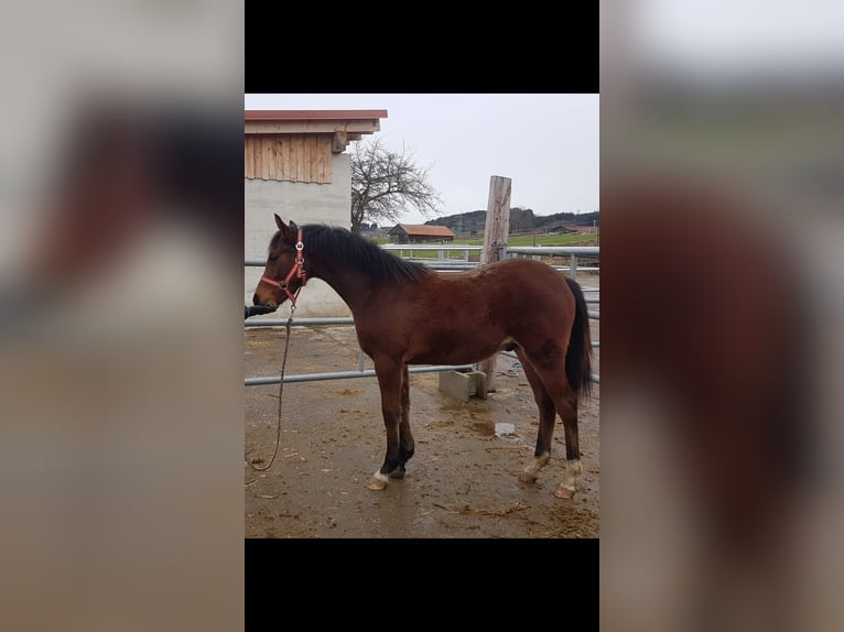 German Riding Pony Stallion 1 year Brown in Haldenwang