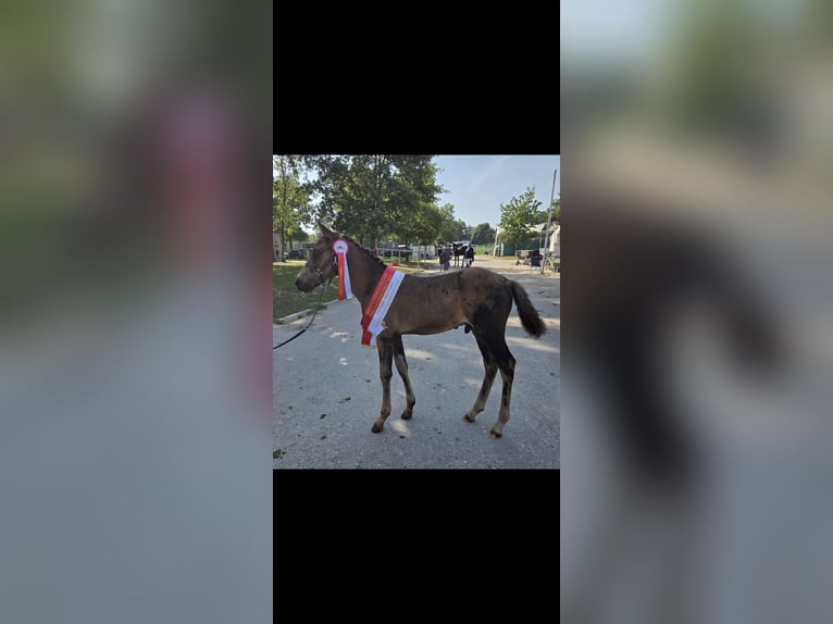 German Riding Pony Stallion 1 year Buckskin in Diersbach