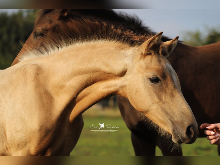 German Riding Pony Stallion 1 year Buckskin in Neuenkirchen-V&#xF6;rden