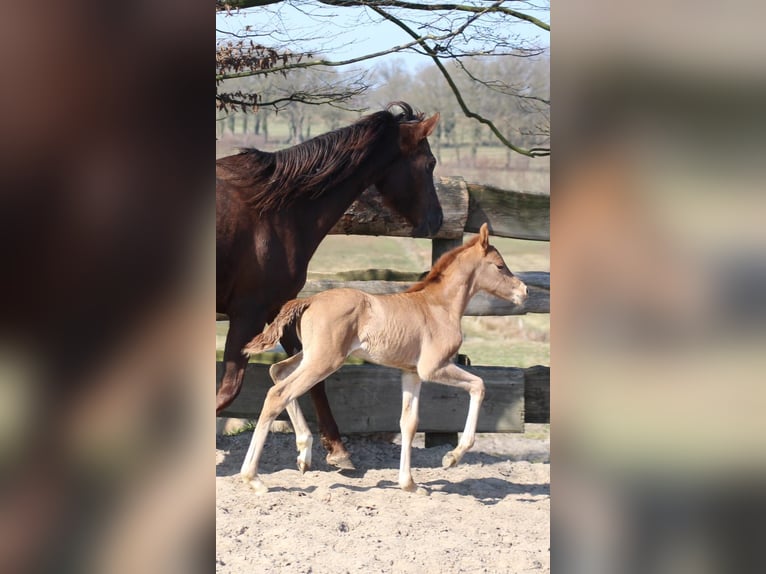 German Riding Pony Stallion 1 year Chestnut in Ritterhude