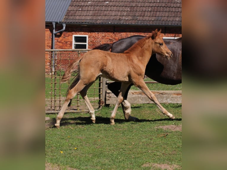 German Riding Pony Stallion 1 year Chestnut in Ritterhude
