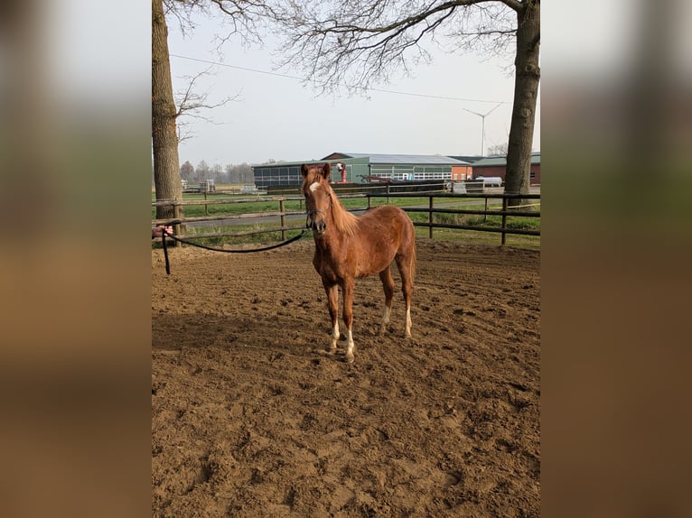 German Riding Pony Stallion 1 year Chestnut in Vreden