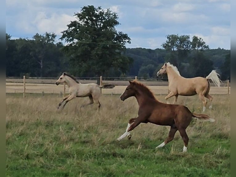 German Riding Pony Stallion 1 year Chestnut-Red in Lübz