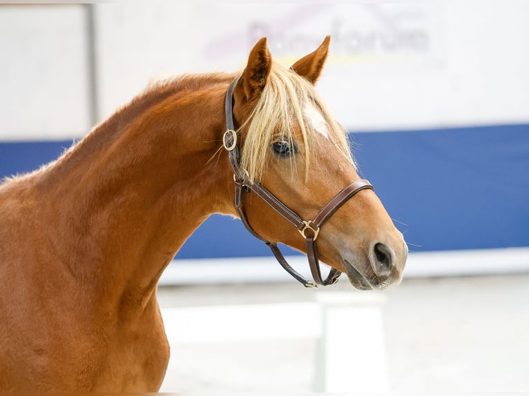 German Riding Pony Stallion 1 year Chestnut-Red in Marsberg