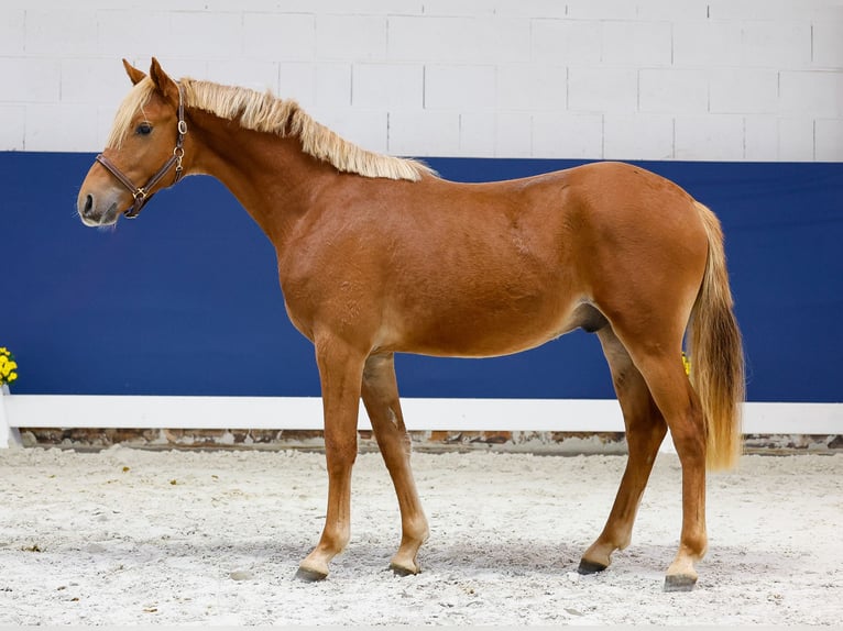 German Riding Pony Stallion 1 year Chestnut-Red in Marsberg