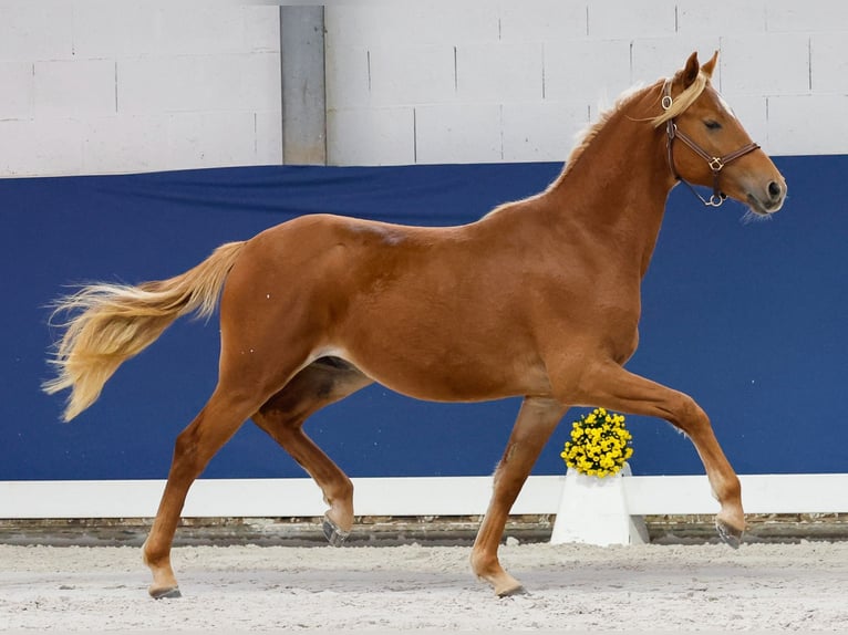 German Riding Pony Stallion 1 year Chestnut-Red in Marsberg