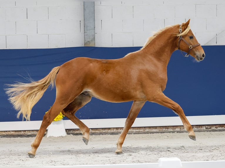 German Riding Pony Stallion 1 year Chestnut-Red in Marsberg