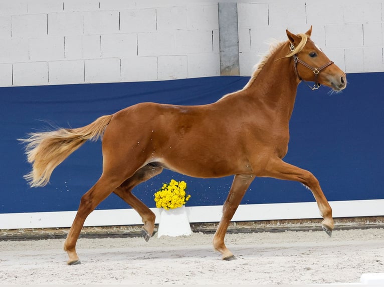 German Riding Pony Stallion 1 year Chestnut-Red in Marsberg