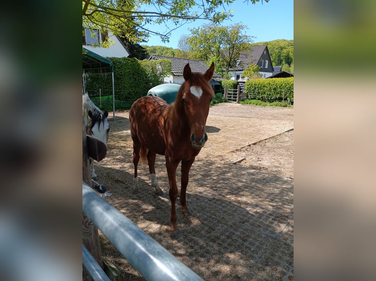 German Riding Pony Stallion 1 year Chestnut-Red in Mülheim an der Ruhr