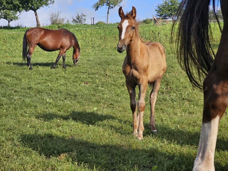German Riding Pony Stallion 1 year Chestnut-Red in Reichelsheim
