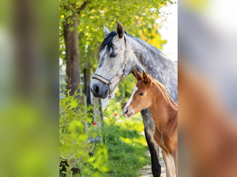 German Riding Pony Mix Stallion 1 year Chestnut in Dormagen