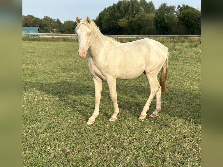 German Riding Pony Stallion 1 year Cremello in Vettweiß