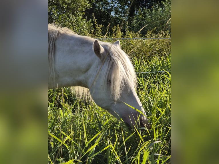 German Riding Pony Stallion 1 year Cremello in Blankenheim