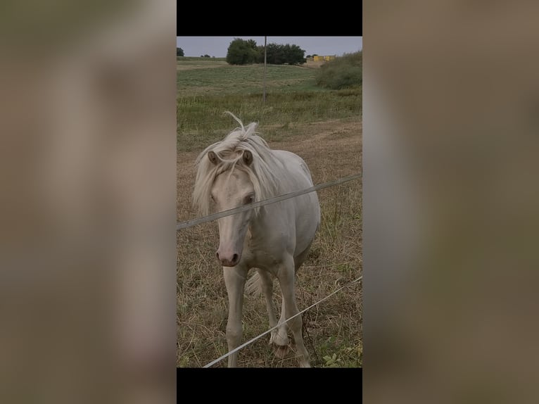German Riding Pony Stallion 1 year Cremello in Blankenheim