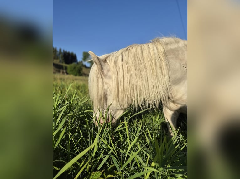 German Riding Pony Stallion 1 year Cremello in Blankenheim