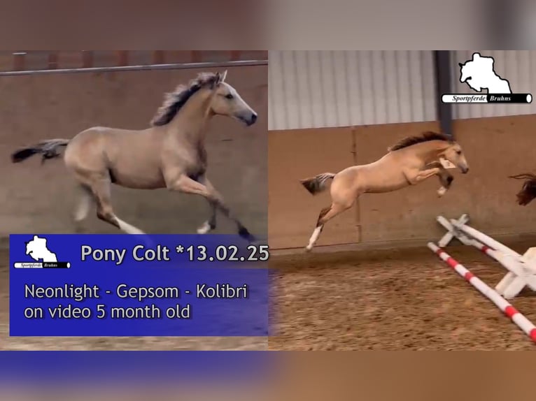 German Riding Pony Stallion 1 year Cremello in Seetz