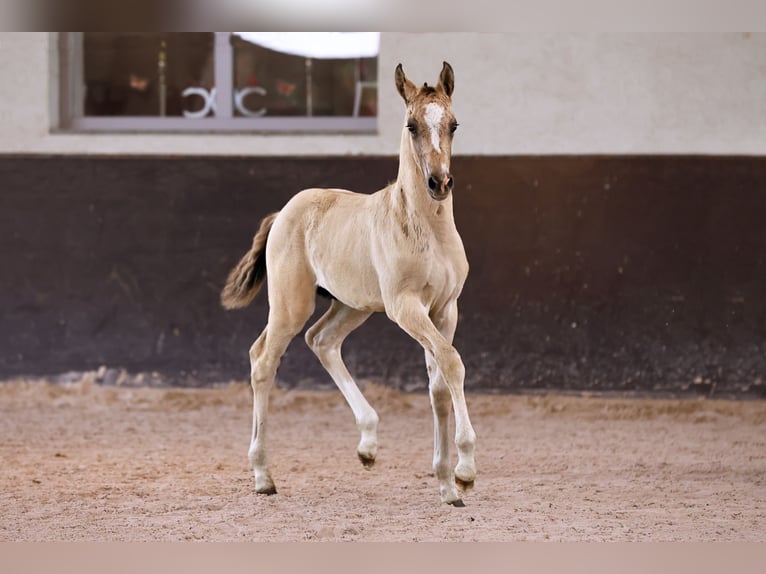 German Riding Pony Stallion 1 year in Kloster Lehnin