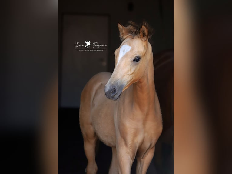 German Riding Pony Stallion 1 year Dun in Neuenkirchen-V&#xF6;rden