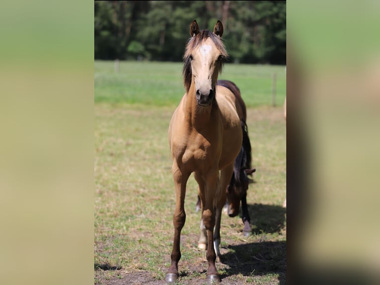 German Riding Pony Stallion 1 year Dun in Neuenkirchen-V&#xF6;rden