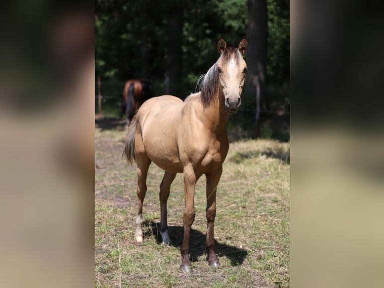 German Riding Pony Stallion 1 year Dun in Neuenkirchen-V&#xF6;rden