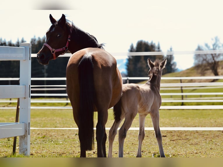 German Riding Pony Stallion 1 year Dun in Aitrang