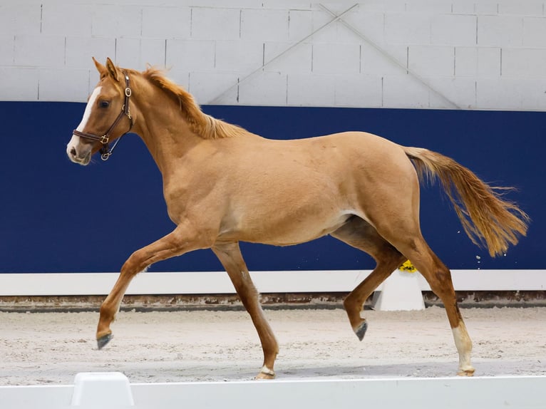 German Riding Pony Stallion 1 year Dun in Marsberg