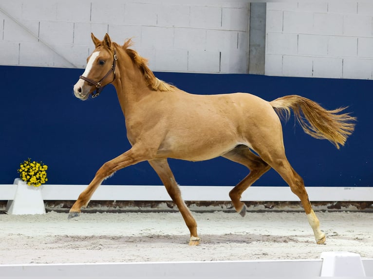German Riding Pony Stallion 1 year Dun in Marsberg