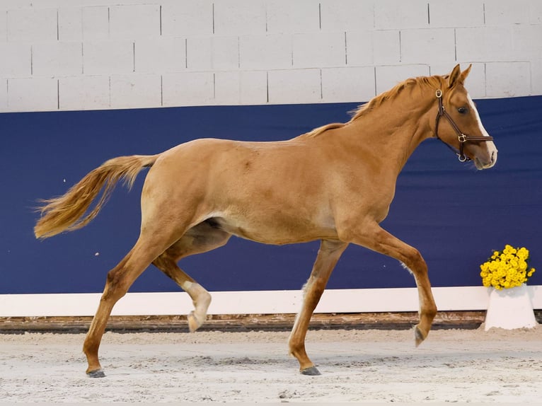 German Riding Pony Stallion 1 year Dun in Marsberg