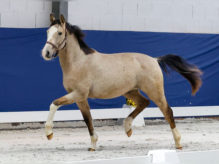 German Riding Pony Stallion 1 year Dun in Marsberg