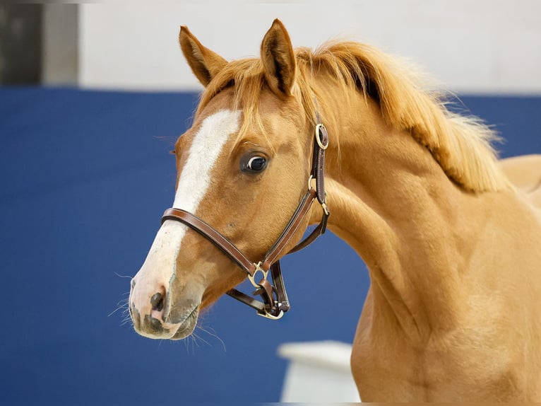 German Riding Pony Stallion 1 year Dun in Marsberg