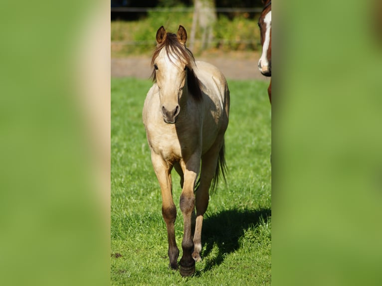 German Riding Pony Stallion 1 year Dun in Neuenkirchen-V&#xF6;rden