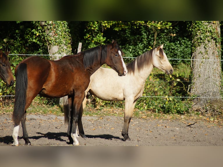 German Riding Pony Stallion 1 year Dun in Neuenkirchen-V&#xF6;rden