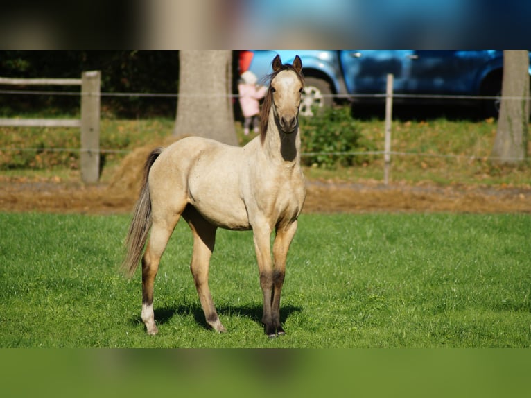 German Riding Pony Stallion 1 year Dun in Neuenkirchen-V&#xF6;rden