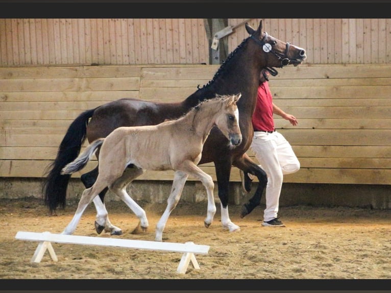 German Riding Pony Stallion 1 year Dun in Einbeck