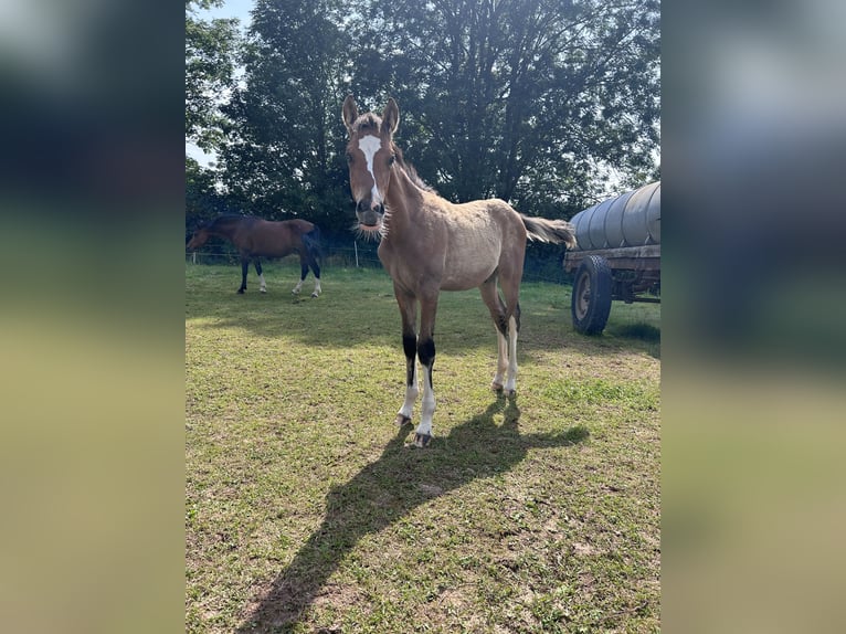 German Riding Pony Stallion 1 year Dun in Einbeck