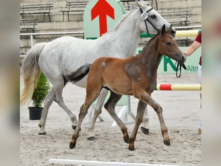 German Riding Pony Stallion 1 year Gray in ChüdenSalzwedel